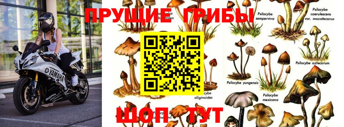 Псилоцибиновые грибы ЛСД Анапа